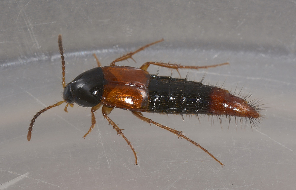 Bolitobius sp. (Staphylinidae)